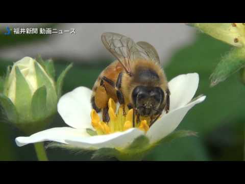 受粉:ミツバチと花による受粉 自然と動物