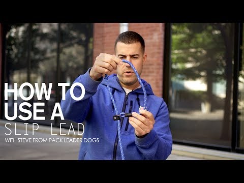 How to use a Slip Lead- with Steve from Pack Leader Dogs