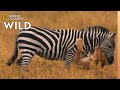 Lion Pride Catches Zebra Africa S Big Five