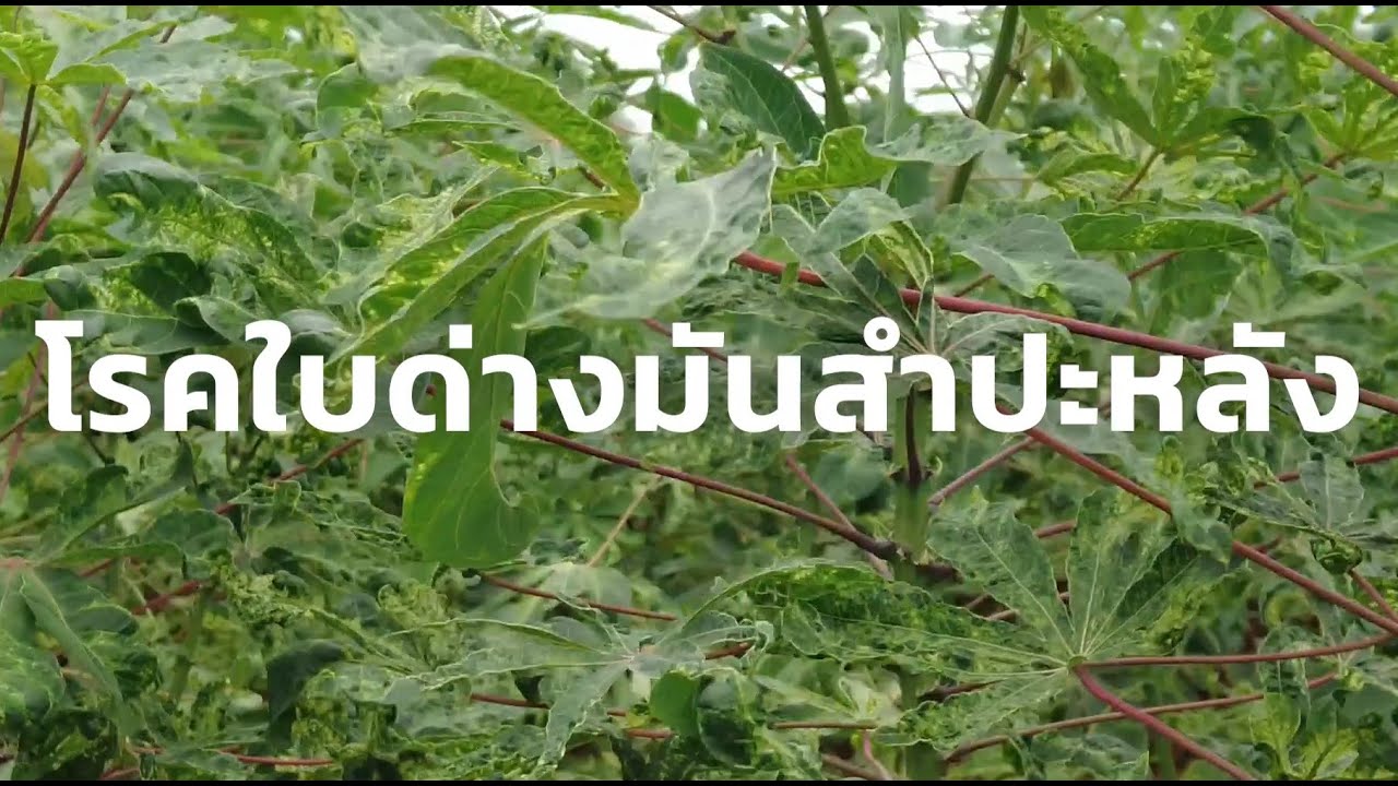 โรคใบด่างมันสำปะหลัง ภัยใกล้ตัวเกษตรกร