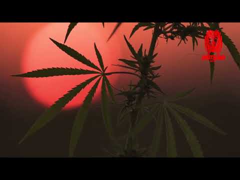 Origen y características únicas de la marihuana Sativa