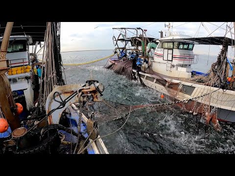 【動画】漁師さん、とんでもない物を海にポイ捨てしてしまう : VIPPER速報