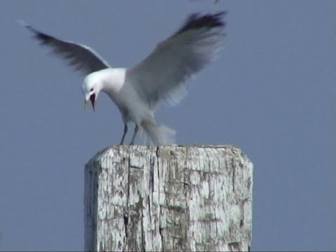 Möwen an der Küste und im Binnenland. Gulls.   Ein Video von KLAUS TAUX