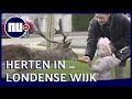 Herten struinen rond in Londense buitenwijk | NU.nl