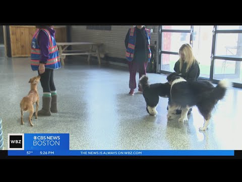 新しい「ドッグ バー」は、ドッグパークとバーを備えた人とその犬を結びつける