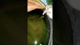 Download lagu Memberi Makan Ikan Gabus | Pabrik Ikan | #Yt shorts mp3