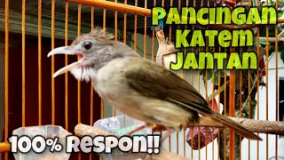 Download lagu Pancingan Kapas Tembak Jantan Memanggil Betina, Dijamin Langsung Ikut Bunyi Gacor | Kicau Tembak mp3 Download lagu Pancingan Kapas Tembak Jantan Memanggil Betina, Dijamin Langsung Ikut Bunyi Gacor | Kicau Tembak mp3