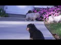 Australian Shepherd dogs for sale: Maggie - Video 1