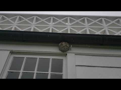 Rain Not Stopping Bald-Faced Hornets in Farmingdale, NJ