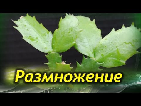 Размножение Шлюмбергеры. Как размножить Декабрист.