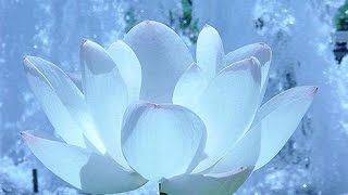 Ngiti Lang by KC Concepcion