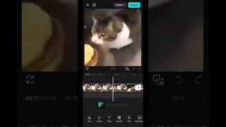 here kitty you can have cheeseburger #trending #shorts #memes #capcut #cat #cheeseburger