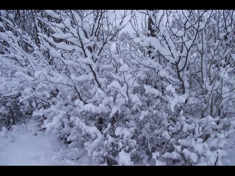 Intenzív Havazás,Heavy Snowfall 2015.02.09.