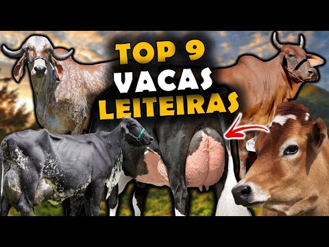 AS 9 PRINCIPAIS RAÇAS DE VACAS DE LEITE NO BRASIL - ATUALIZADO - RAÇAS DE VACAS LEITEIRAS