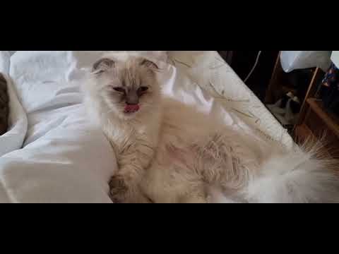 rescued kitten/ Cleaning time /Lilibeth the dumped cat #rescuedcats #straycats