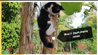 100% playful cats 😺