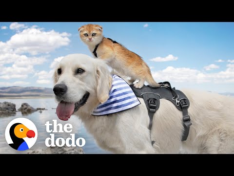 Service Dog Didn't Know How To Play Until He Met This Tiny Kitten | The Dodo Odd Couples