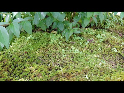 菜園の小道や畝の間には雑草が生えています