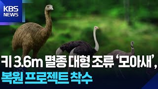 키 3.6ｍ 멸종 대형 조류 ‘모아새’, 복원 프로젝트 착수 [잇슈 SNS] / KBS  2025.07.14.