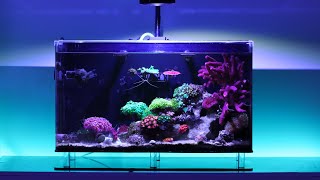 How I Keep my Aquarium Glass Crystal Clear - Free of Algae in Nano Reef Tank | Blue Reef Tank