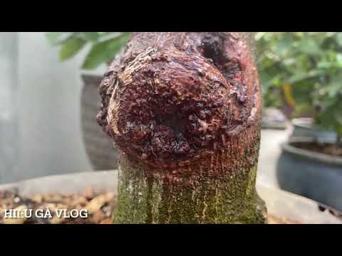 Tưới Phân Định Kỳ Cho Mai Vàng Hiệu Quả