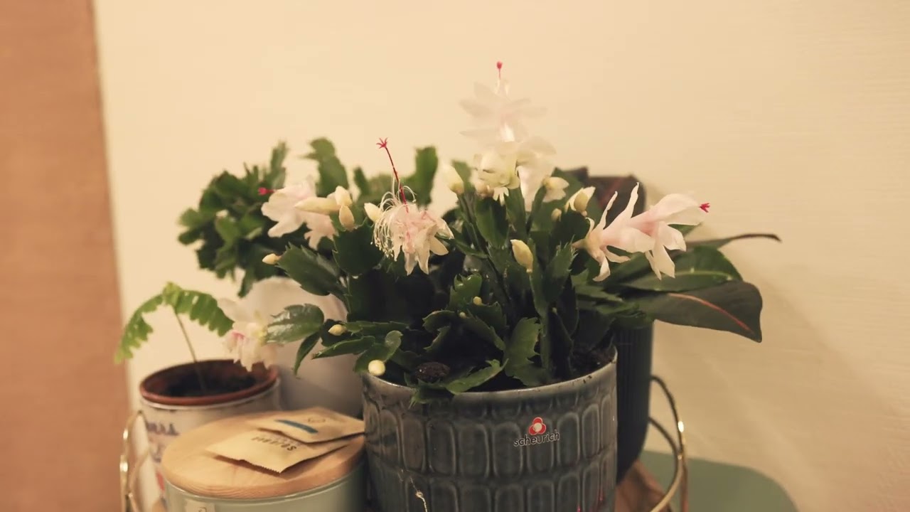 Office Website 4K — Goldfishstudio videography