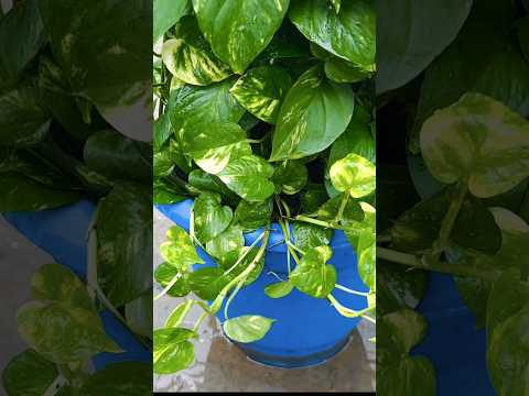how to fast grow Money Plant