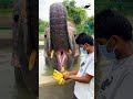 Just A Clip Of Laxmi Going Gaga Over Bananas A Perfect Sight To Beat Your Midweek Blues