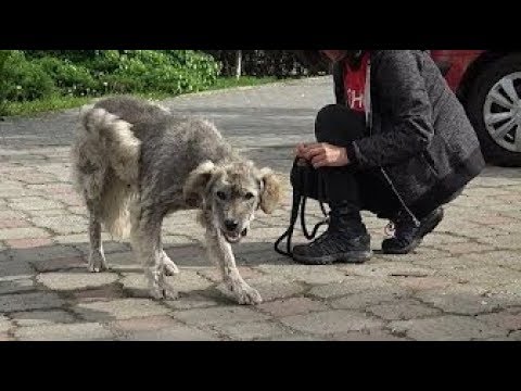 Homeless Dog Runs Toward Us Trying To Ask For Help
