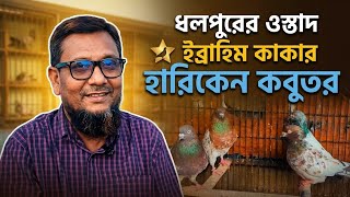 ধলপুরে ইব্রাহিম কাকার বাসায় বেড়াতে আসলাম তার কবুতরগুলো আসলেই সুন্দর 