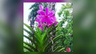 Rosa perez - Mi Hermano Luis Manuel Perez Fernandez - 2017