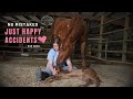 HORSE BIRTH Baby Horse RUNS Right After Birth