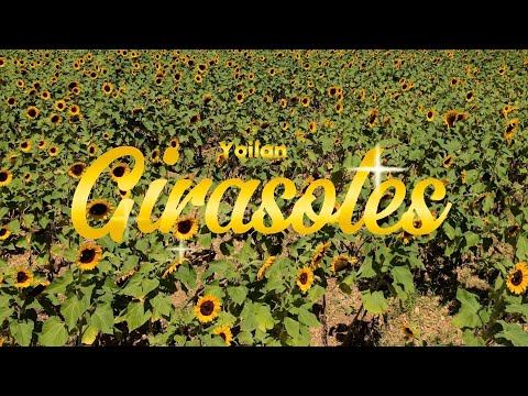 Yoilan - Girasoles (Official Music Video)
