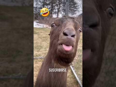 Animales divertidos funny pets  burro haciendo voltereta y sorpresa jajajaj😅😅 #shorts