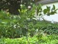 Lemon Tree & Raised Bed Garden Update 