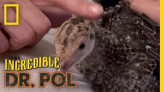 A Bumblefoot Discovery | The Incredible Dr. Pol