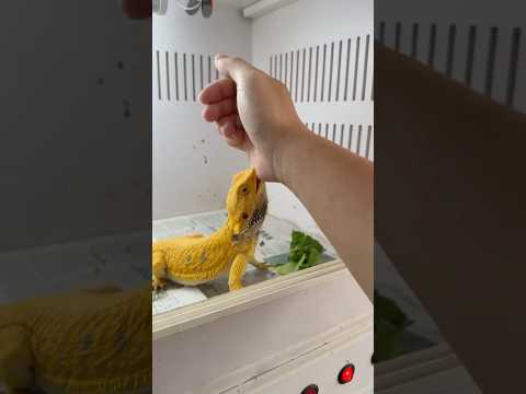 What are you doing?🥹🥹🥹🥲#reptiles #iguana #dragon #lizard #fyp #pets #edkfarm #music #lyrics