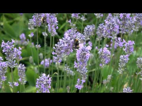 Bijen en Hommels op Lavendel