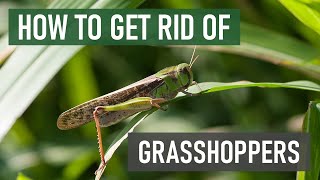 How to Get Rid of Grasshoppers in Your Lawn (4 Easy Steps)