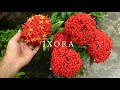 Ixora Plant Care, How to Grow Ixora Flowers / Growing Ixoras in Pot / রঙ্গন ফুল