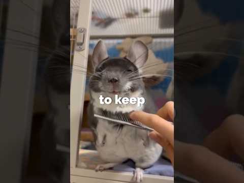 "Cutest Pet To Keep- Chincilla"  #shorts #facts #animals