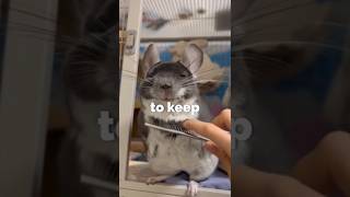 &quot;Cutest Pet To Keep- Chincilla&quot;  #shorts #facts #animals