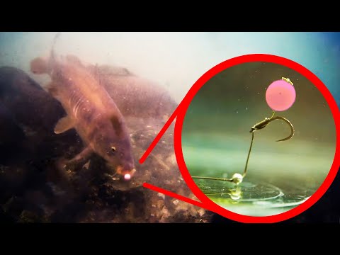 How To Catch Carp With Boilies - (Boilie Fishing Advice and Rigs)