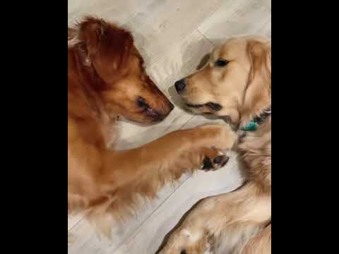 HOW DOGS KISS 🐕❤️🥰 | golden teaches how to kiss