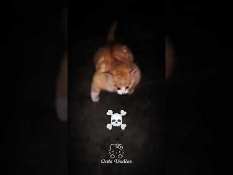 ☠️ FUNK INFERNAL #fyp #edit #cat