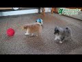 Pomeranian dogs for sale: Ryker GENETIC CLEARED - Video 1
