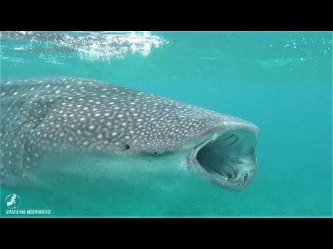 Malediven 2021 - Mirihi Island Resort, Tauchen mit Ocean Pro