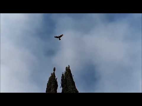 V.S.O.P. (Hancock, Shorter, Carter, Williams & Hubbard), Greek Theather, LA (1977)