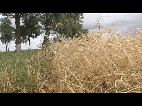 Массовой уборке зерновых мешают дожди видео