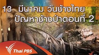 13 มีนาคม วันช้างไทย ปัญหาช้างป่า ตอนที่ 2